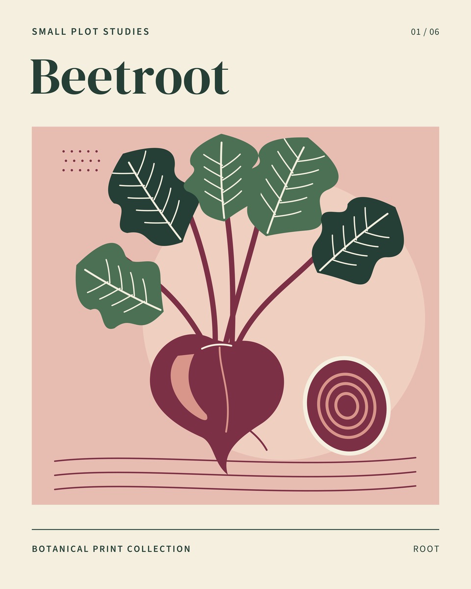 A burgundy beetroot with leafy green stems and a ringed cut slice, on a muted rose panel.
