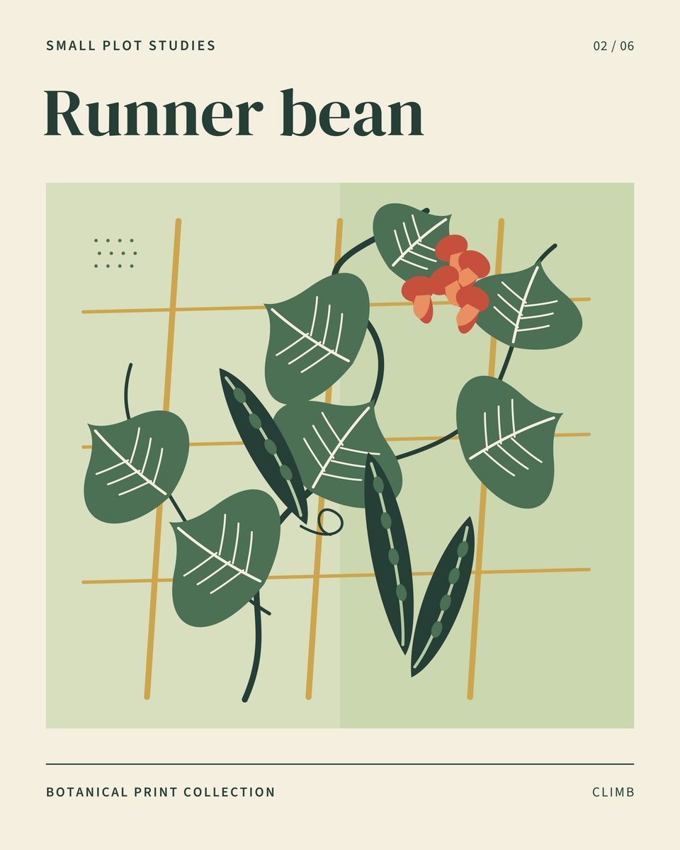 Long dark green bean pods climb an ochre trellis among heart-shaped leaves and scarlet flowers.