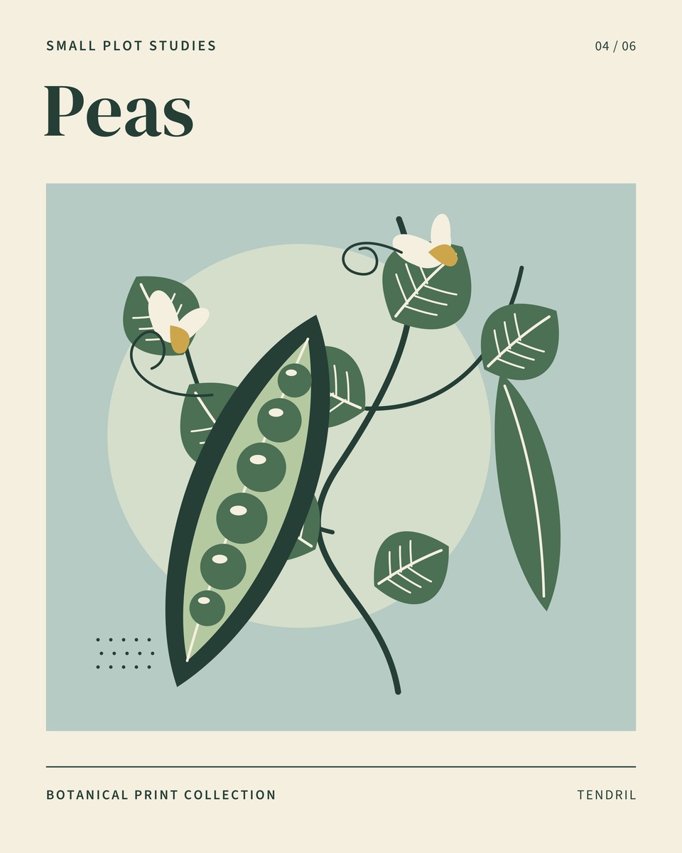 An open pod of six round green peas, a closed pod, pale flowers and curling tendrils on soft blue-green.