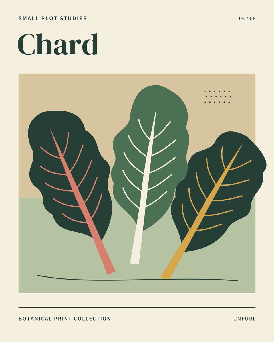 Three broad wavy green chard leaves fan upwards, with pink, cream and gold ribs on a sand and sage panel.