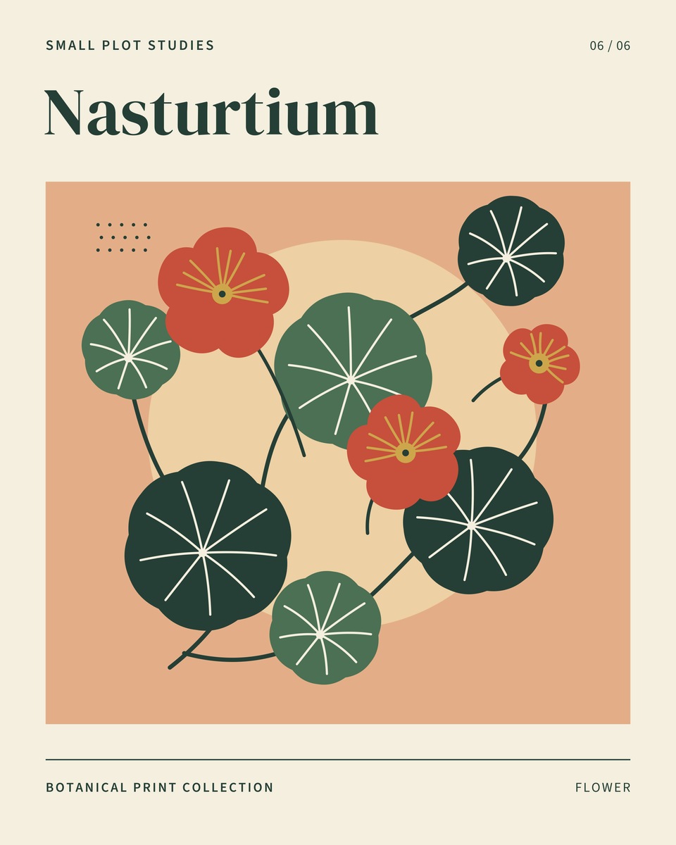 Coral five-petalled nasturtium flowers weave between round green leaves with radiating veins, on warm peach.